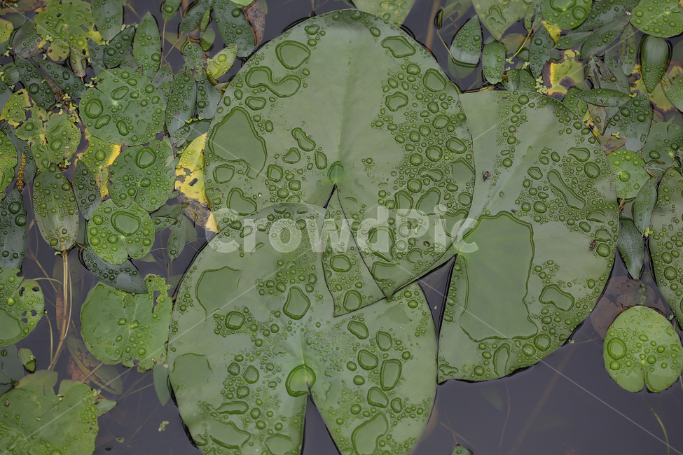 연잎,빗방울,물방울,연못,pond,waterdrop,raindrop,nature,자연,식물,자연,plants,nature