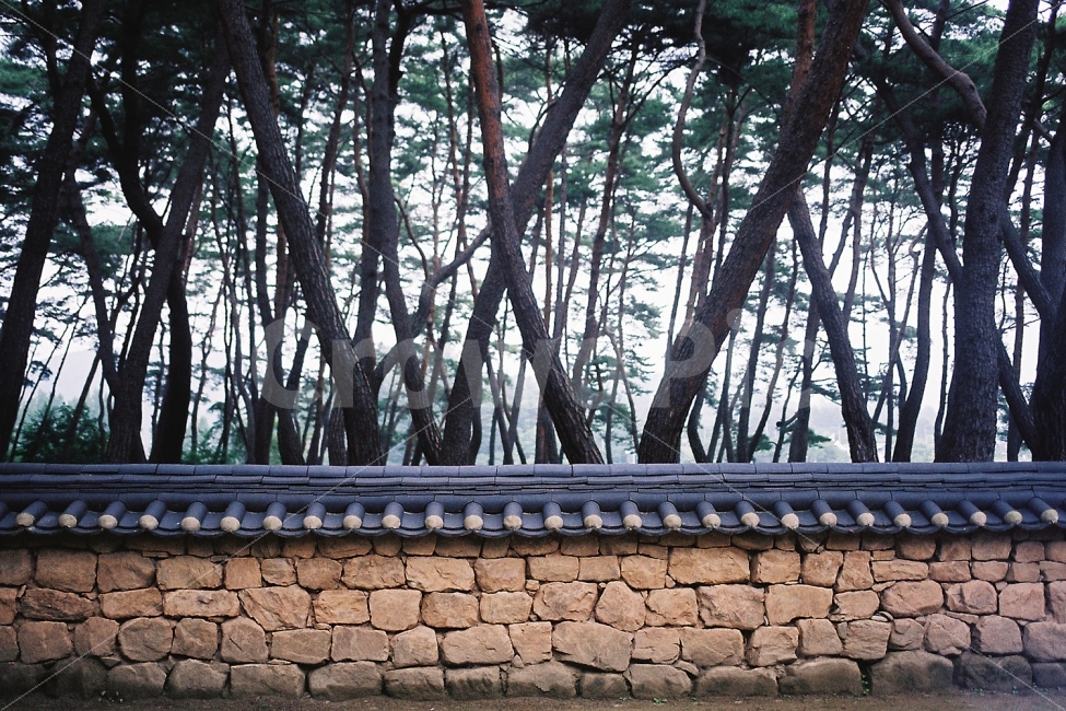 감성,숲,나무,돌담,편안함,고택,정원,자연,풍경,nature,landscape,한국자연풍경,한국자연경관,korea nature landscape,한국전통,한국문화,korean traditional,korean culture,식물,plants,나무,trees,wood