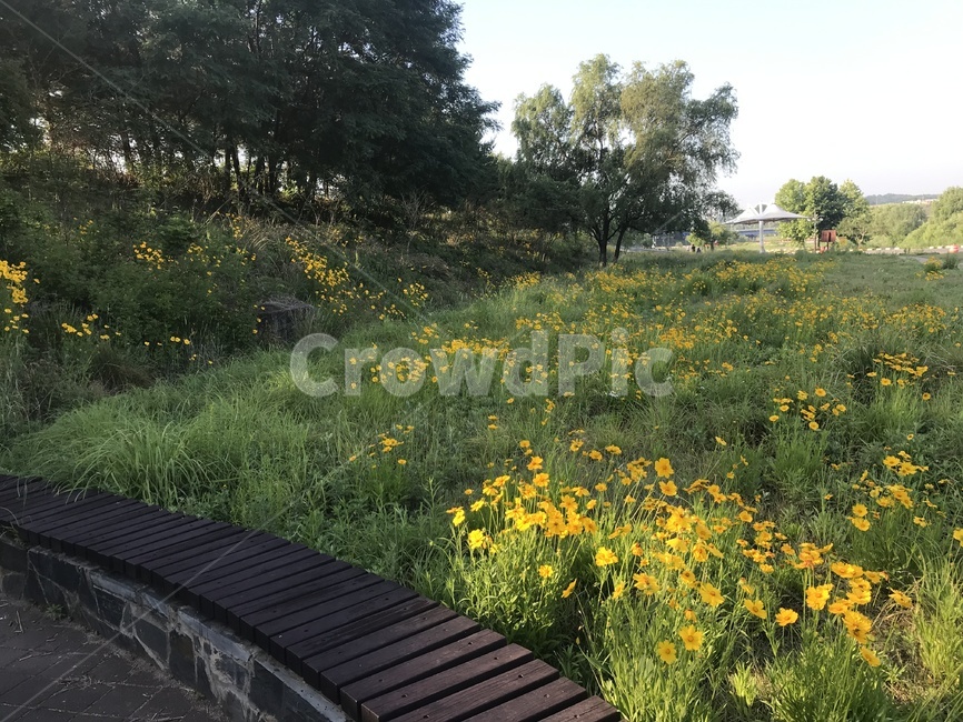탄천,자연,배경,바탕화면,식물