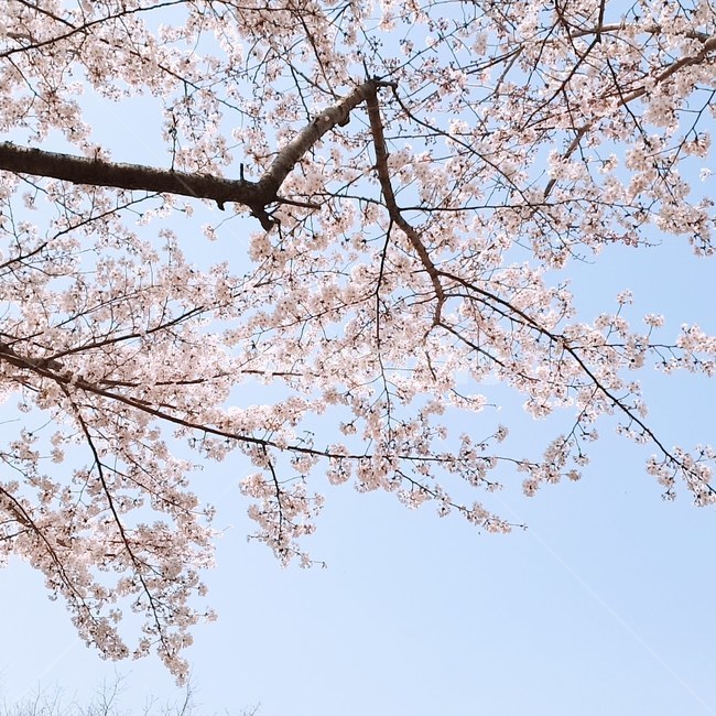 봄,벚꽃,자연,나무,향기,음식
