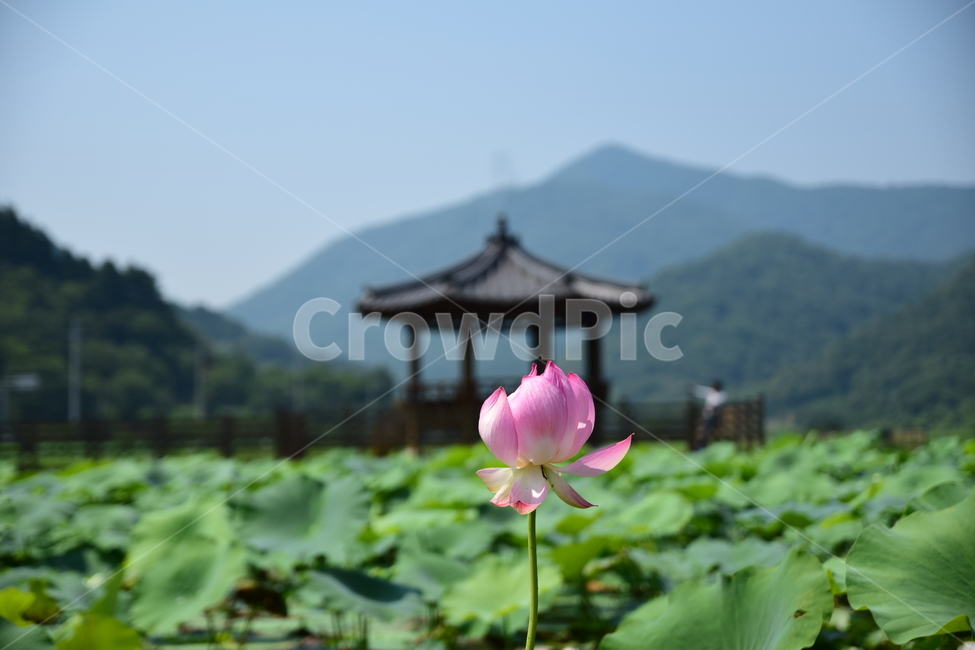 녹색,무궁화,하늘,흰색,잎,여름,한국전통,한국문화,korean traditional,korean culture,식물,자연,plants,nature,꽃,flower