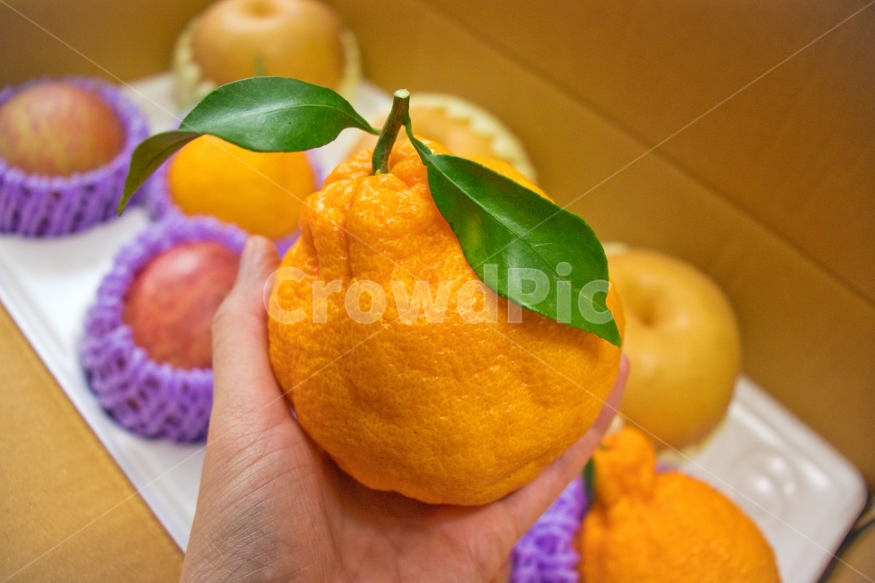 한라봉,과일,음식,명절선물,mandarin,건강,health,healthy,healthyfood,디저트,dessert,제주한라봉,과일배경,음식배경,fruitbackground,foodbackground,jejumandarin,jejuorange,mandarinorange,orange,fruit,hanrabong,명절,설,선물,설선물,holiday,gift,present,비타민,vitamin,food,신선한과일,상큼한과일,신선함,상큼함,배경,background,오렌지,yellow,자연,natural,nature,잎,leaf,클로즈업,closeup,한국,southkorea,korea,제주,jeju,jejuisland,대구,daegu,겨울,winter,손,hand,다이어트,diet,fresh,sweet,tasty,delicious,organic,ripe,juicy,pear,green,red,box,group,harvest,raw,음식,식재료,요리,food,cook,meal,dishes,food reserves,과일,열매,fruit