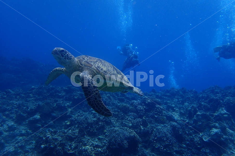 turtle,거북이,바다속,스쿠버다이빙,해양생물,동물,animal,파충류,양서류,reptile,amphibian