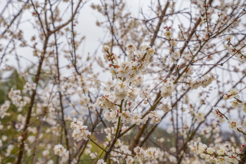 봄,봄꽃,매화,매동마을,지리산,꽃,풍경,식물,자연,plants,nature,봄,계절,spring,season,꽃,flower,plant,blossom