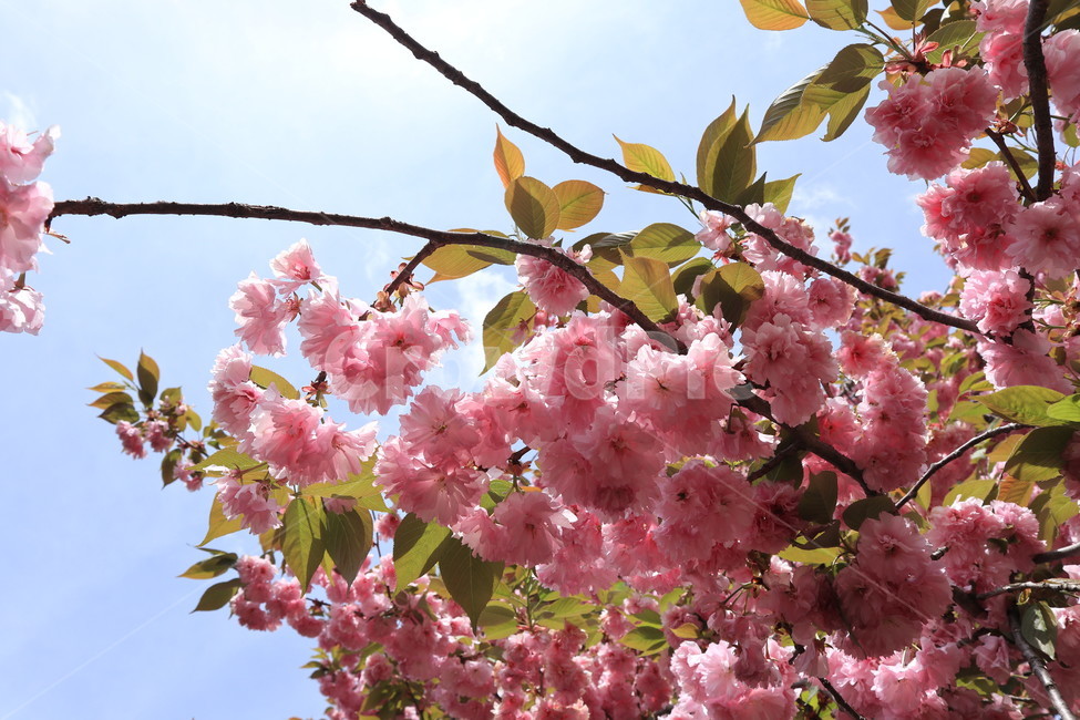 겹벚꽃,꽃,벚꽃,분홍색,봄,자연,식물,spring,pink,flower