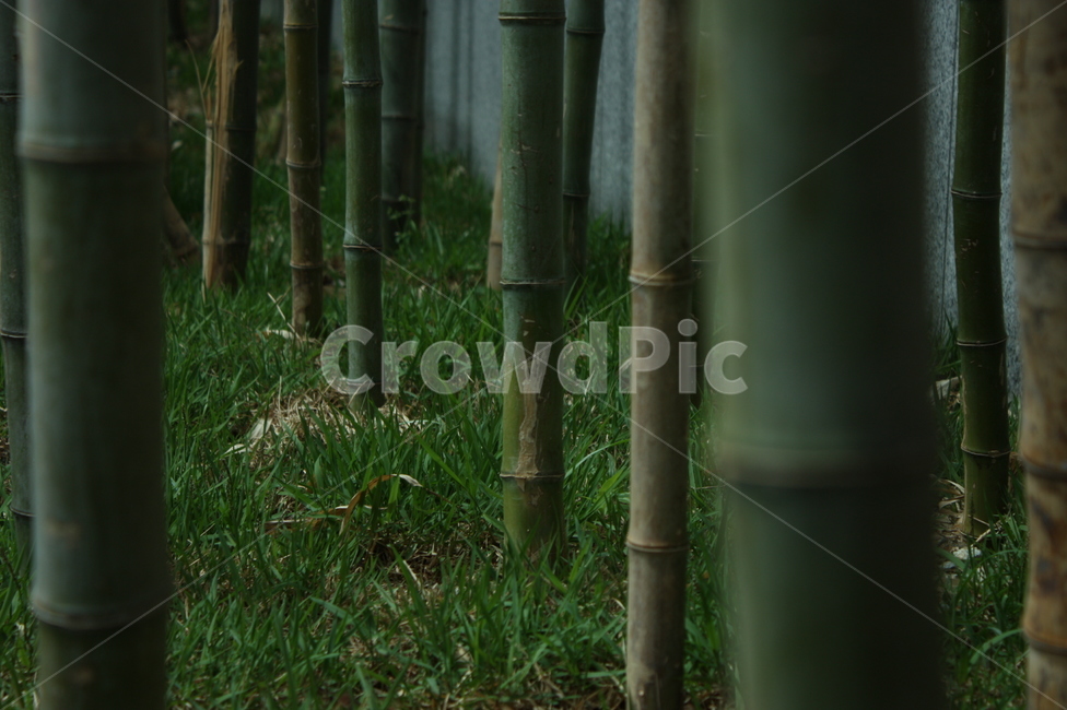 대나무,대나무숲,죽림,나무,숲,자연,풍경,nature,landscape,plant,식물,bamboo