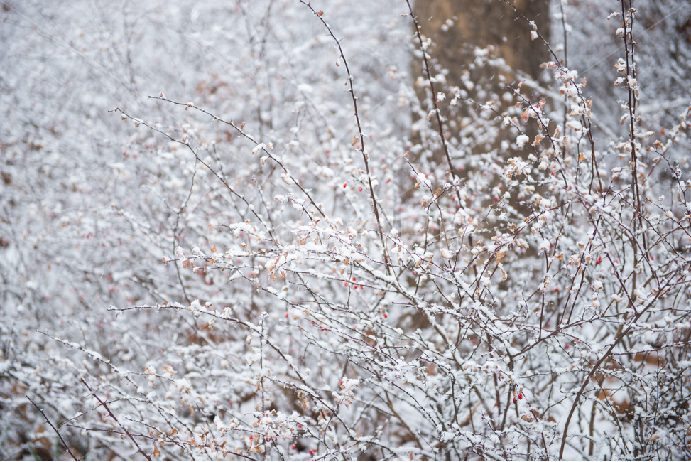 눈꽃,겨울눈,새싹,봄,꽃봉오리,낙옆,겨울,겨울,계절,winter,season