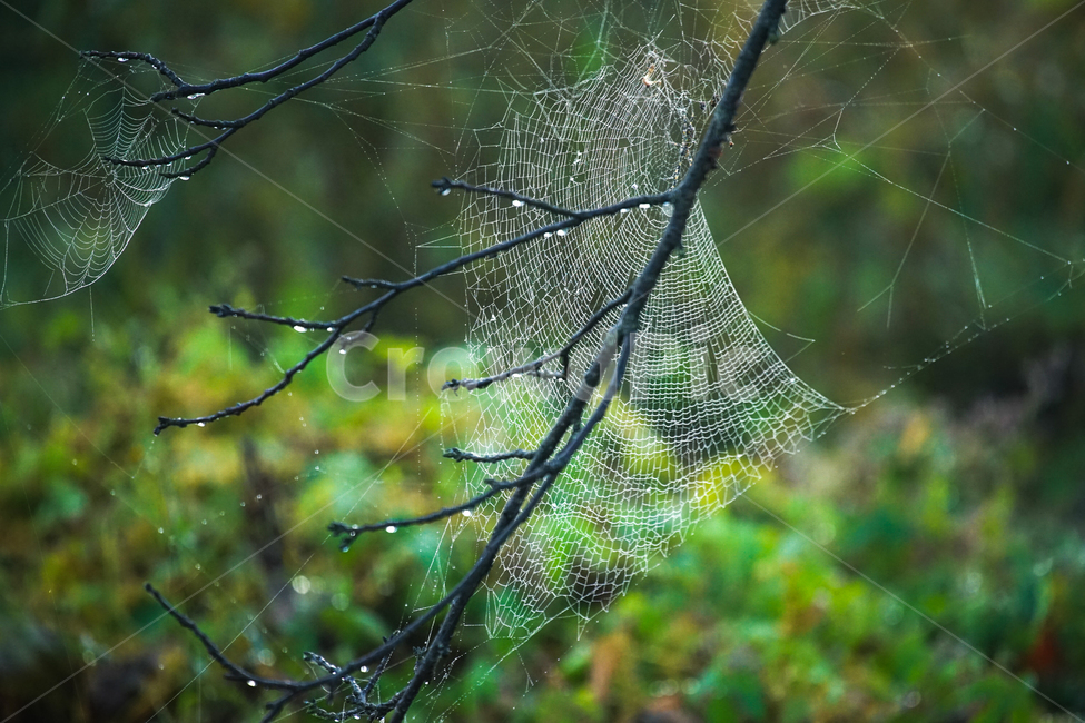거미줄,거미,나뭇가지,이슬,새벽,가을,곤충,자연,풍경,nature,landscape