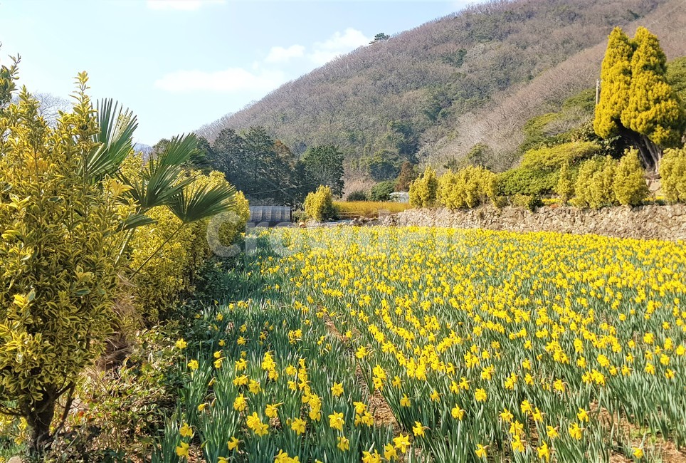 거제도,거제,공곶이,수선화,수선화밭,밭,꽃,flower,spring,산,힐링,자연,들,field