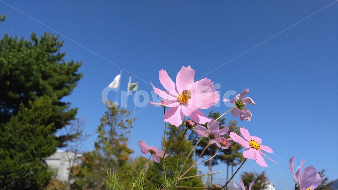 가을꽃,코스모스,들꽃,꿀벌,벌,가을,가을,계절,fall,autumn,season,식물,자연,plants,nature,꽃,flower,plant