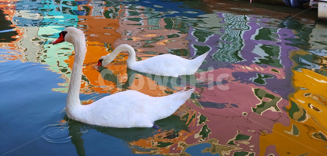 새,동물,물,유럽,알록달록,bird,animal,water,조류,새,birds