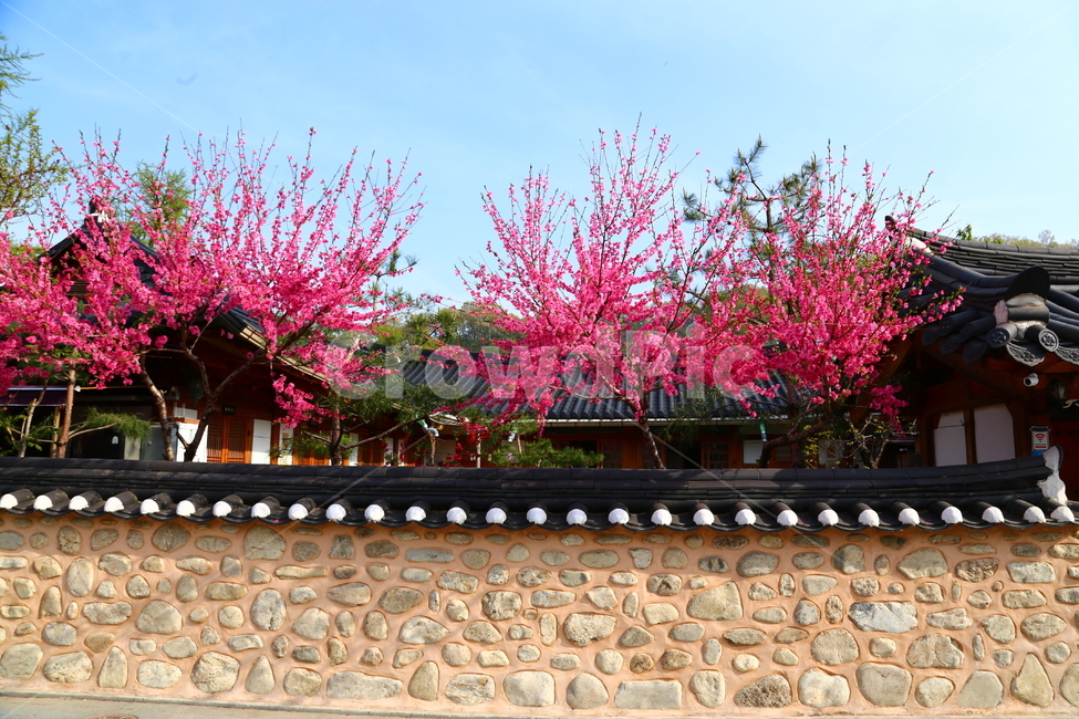 꽃,전주한옥마을,한국전통미,한옥담장,봄,만첩홍도,봄,계절,spring,season,한국전통,한국문화,korean traditional,korean culture,식물,자연,plants,nature,나무,trees,wood,건축물,건물외관,exterior,building,structure,architecture,construction,plant,blossom,flower