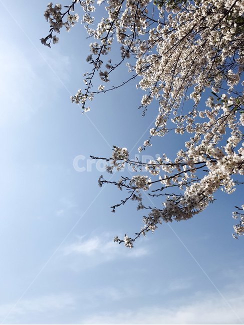 벚꽃,하늘,푸른하늘,봄,4월,벚꽃엔딩
