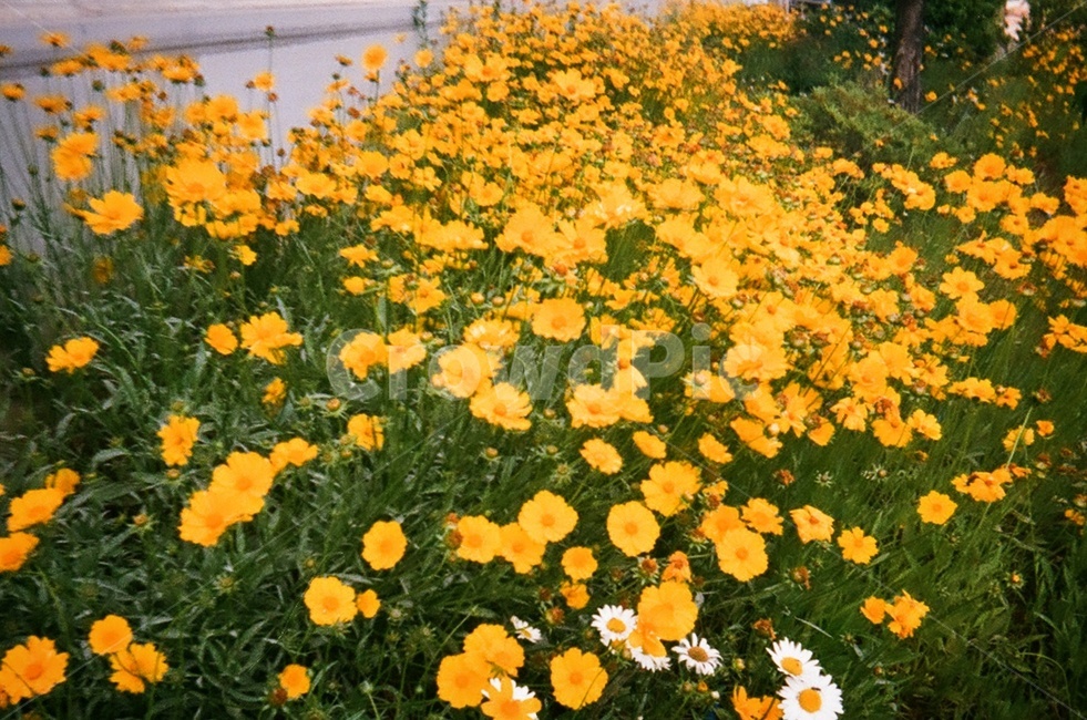 plant,식물,꽃,flower,yellow,nature,필름사진