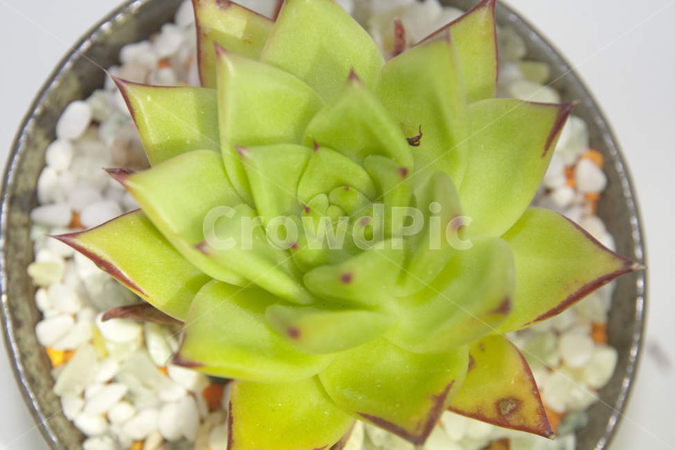 식물,다육이,선인장,자연,화분,식물,자연,plants,nature,실내용화초,화분,화초,house plant
