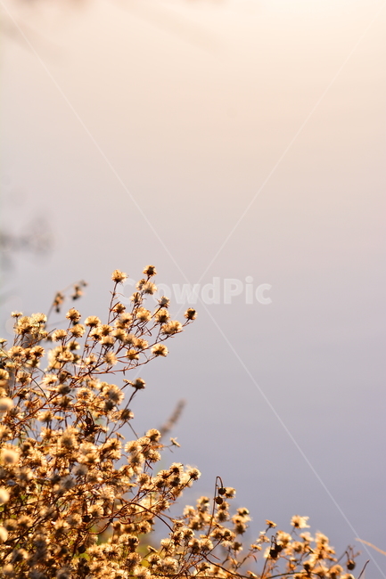 들꽃,가을배경,들풀,마른풀,빛,가을분위기,autumn,가을느낌,배경,바탕,백그라운드,그라데이션,gradation,background,분위기,감성사진,plant,식물,식물,자연,plants,nature,꽃,flower