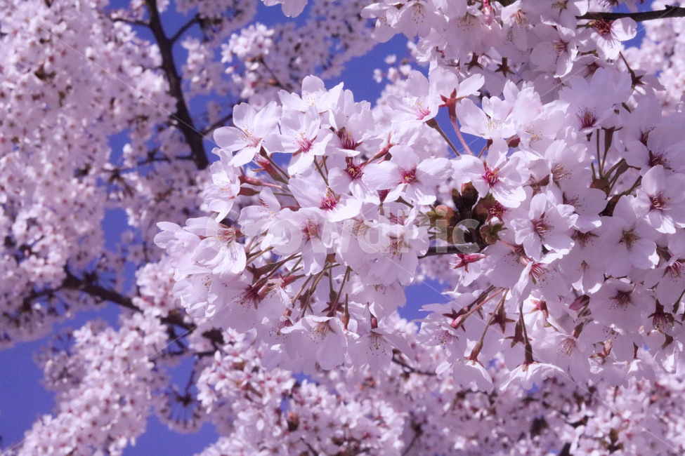 벚꽃,봄,꽃,분홍,자연,식물,따듯,flower,pink,spring,plant,blossom,cherryblossom