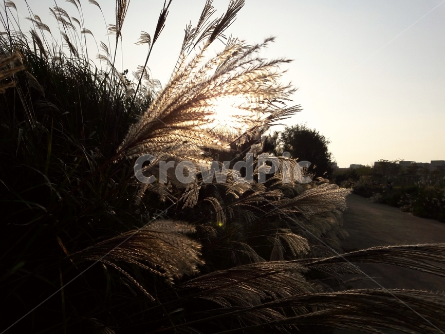 억새,silvergrass,갈대,reed,식물,plant,grass,lawn,일몰,sunset,가을,fall,식물,자연,plants,nature