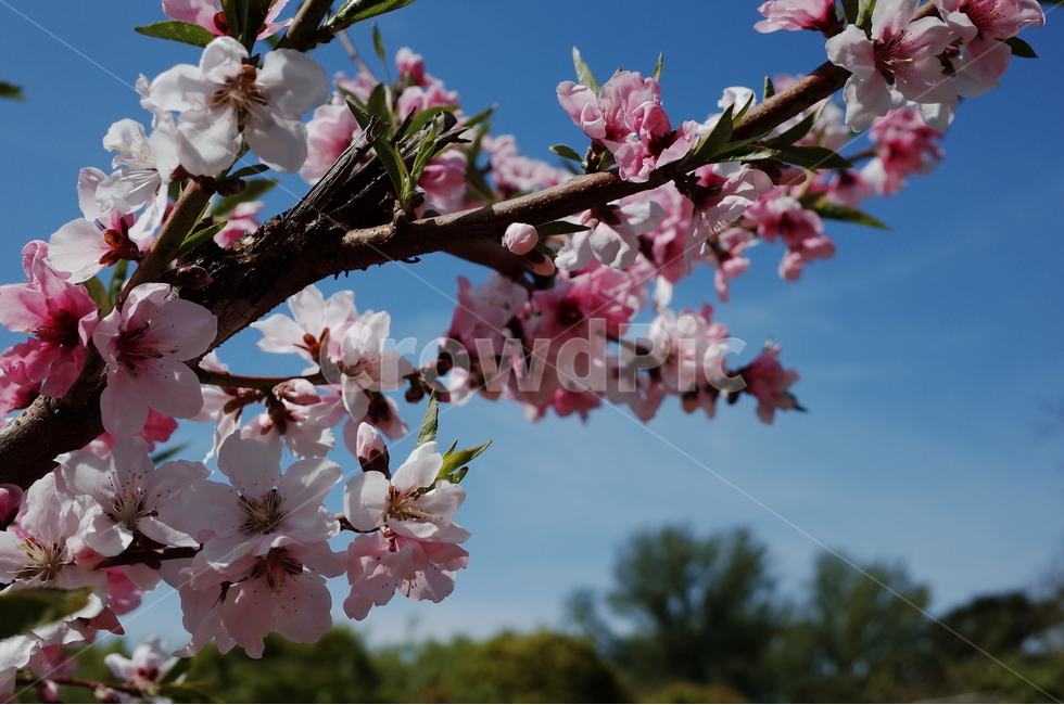 봄,꽃,풍경,하늘,나무,봄,계절,spring,season,식물,자연,plants,nature,꽃,flower,plant,blossom
