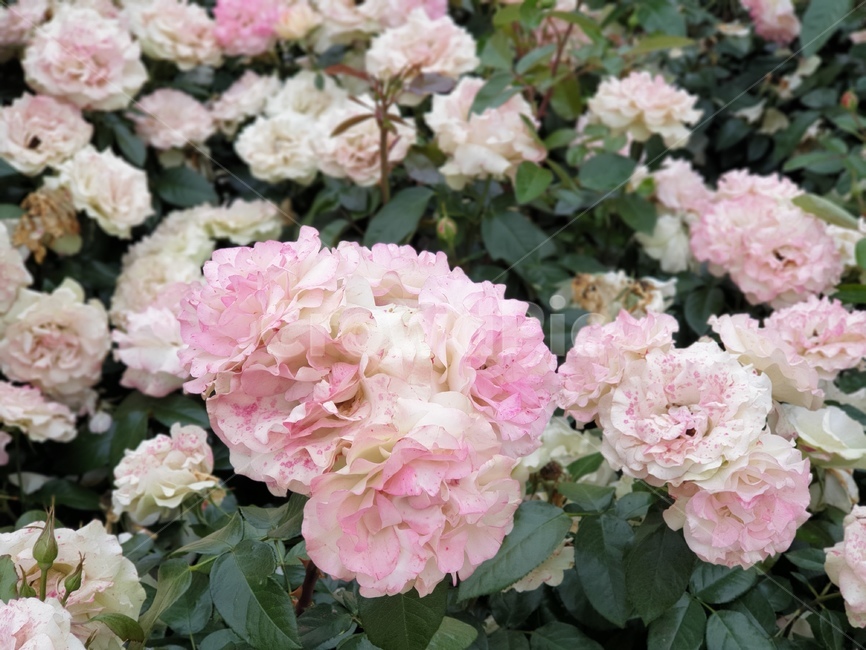 분홍장미,연분홍장미,꿀벌,rose,장미꽃,꽃,알록달록장미,장미밭,분홍꽃,자연,식물,장미원,장미,야외,꽃축제