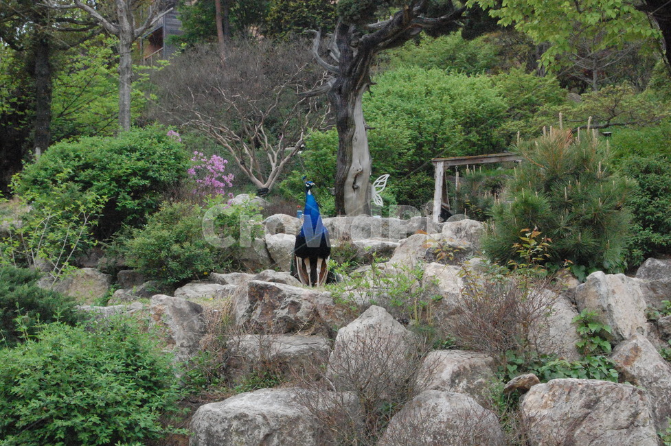 새,공작새,자연,쓸쓸함,외로움,나무,풀,nature,tree,grass,rock,바위