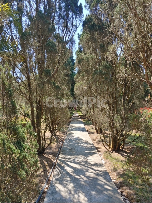 grass,treetrunk,나무줄기,lawn,잔디,park,공원,plant,식물,tree,나무,길,road,숲길,숲,forest,garden,정원,nature,자연