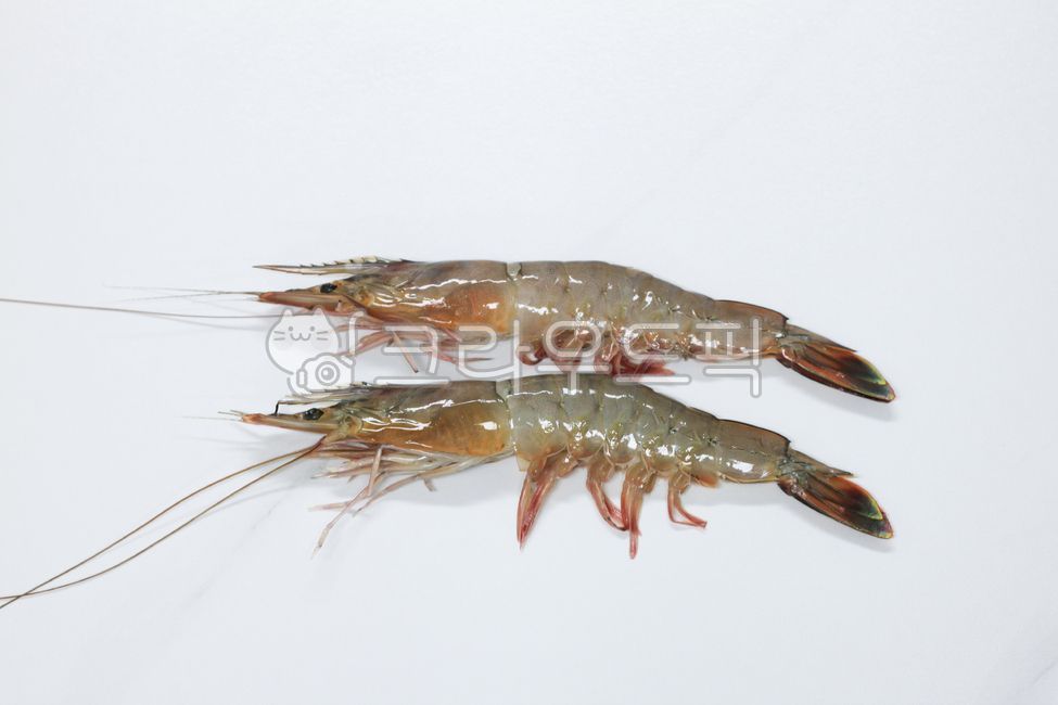 대하, 새우, shrimp, 자연산대하, 수산물, 사진,이미지,일러스트,캘리그라피 - celina22작가