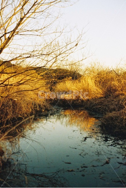 우포늪,늪지,자연,새벽,아침,필름사진,나무,빛,자연,풍경,nature,landscape,outdoors,옥외,land,땅,water,물