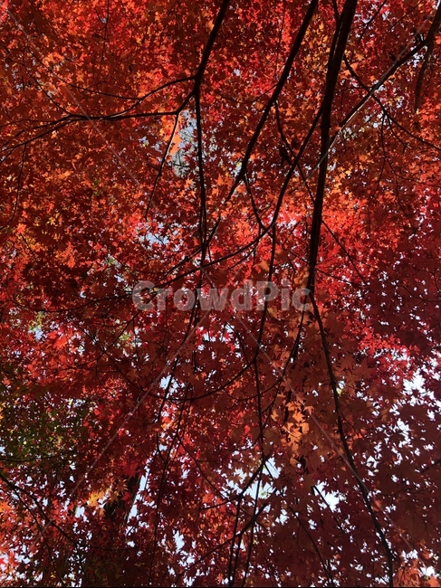 단풍,maple,leaf,plant,단풍나무