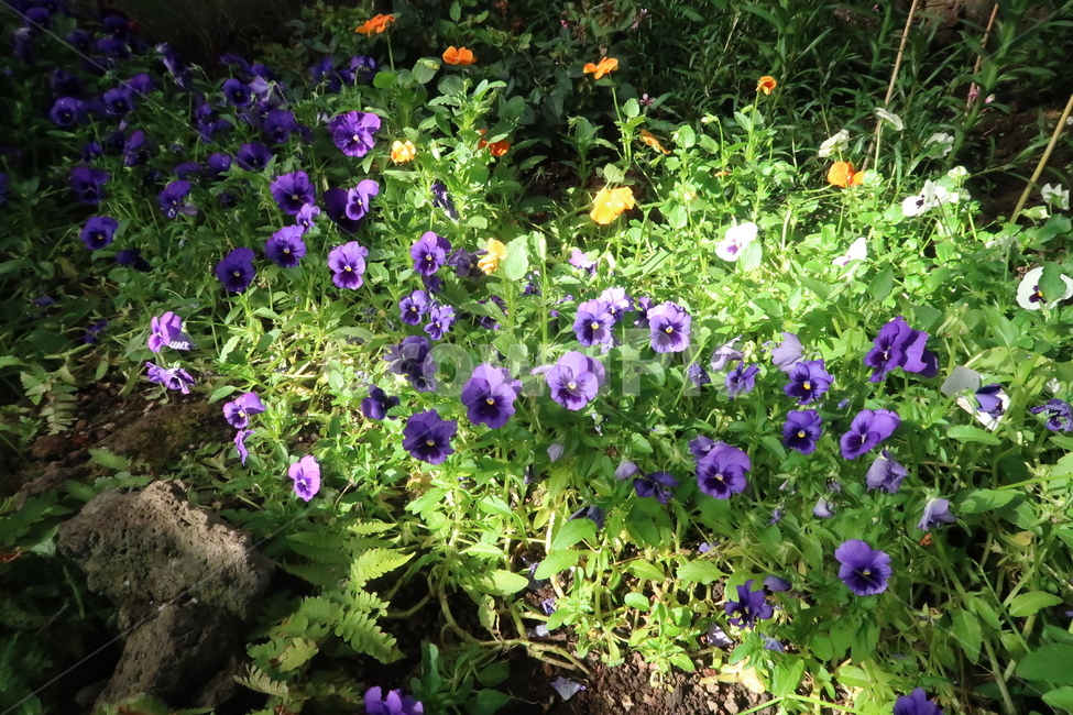 plant,식물,blossom,flower,꽃,공원,봄,봄꽃,봄날,햇빛,풀,가든,park,spring,springflower,초록,보라,sunny,garden,green,purple
