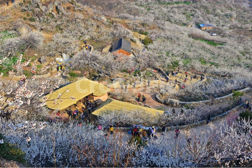 광양매화마을,다압매화마을,매화마을,초가집,매화만개,매화축제,광양매화축제,landscape,경치,nature,자연,outdoors,옥외,scenery,풍경,aerialview,조감도
