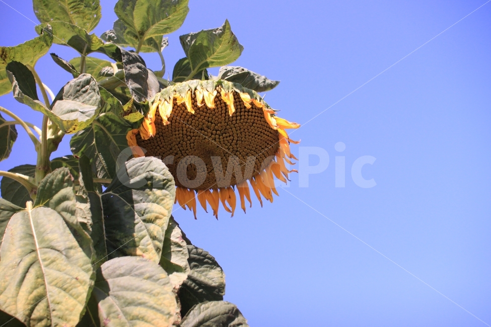 해바라기,맑음,하늘,홀로,여행,식물,자연,plants,nature,꽃,flower
