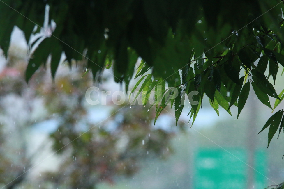 우중출사,여름,장마,비,비방울,식물,자연,plants,nature,비,비오는날,rain,rainy