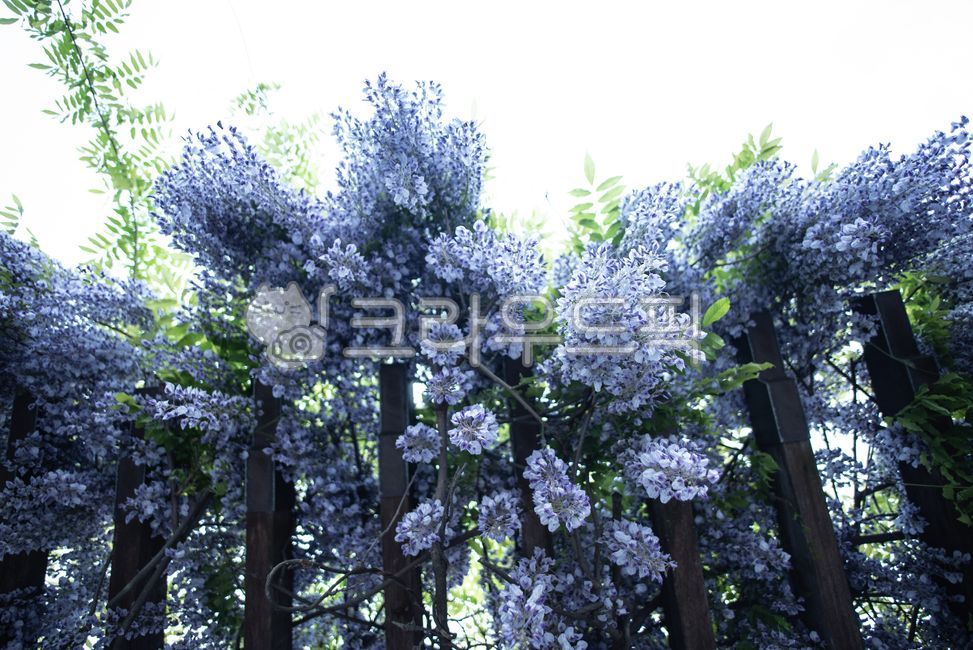 Flowers,Lanterns,Lantern,Emotion,Healing