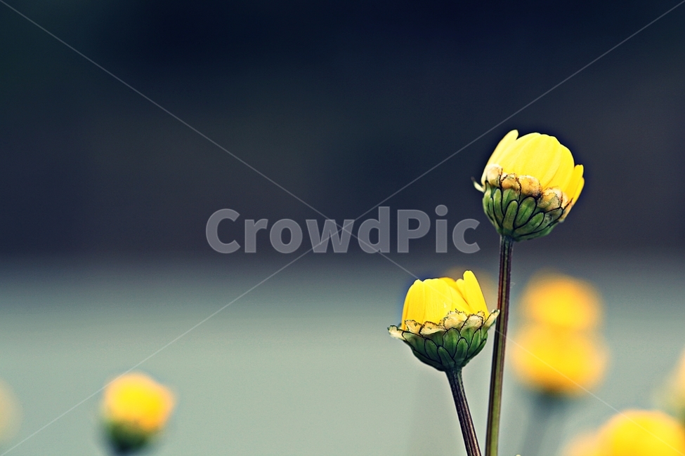 꽃,봄꽃,인천대공원,계절,자연,식물,자연,풍경,nature,landscape,식물,plants,꽃,flower,plant