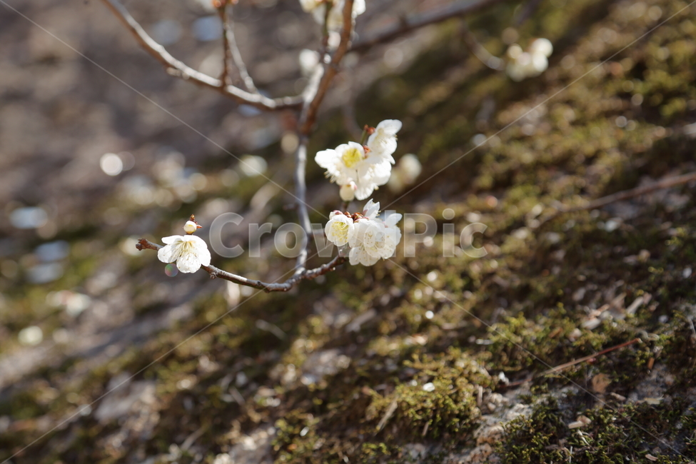 벚꽃,매화꽃,매화,백매화,cherryblossom