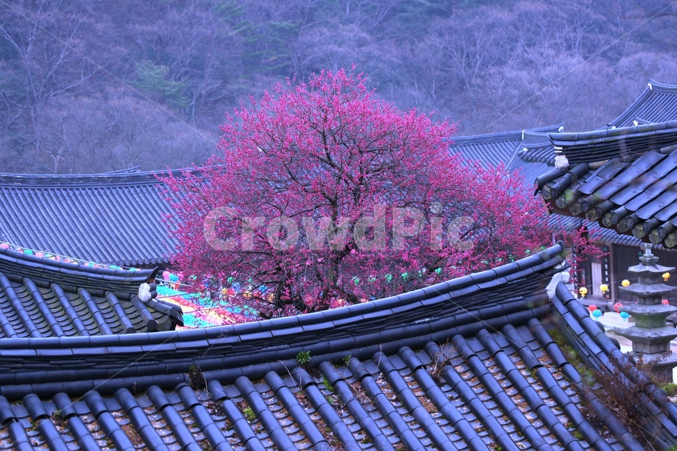 사찰,기와,홍매화,구례,봄,천연기념물,봄,계절,spring,season,한국전통,한국문화,korean traditional,korean culture