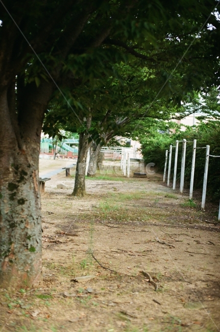 운동장,나무,여름,철봉,쉼터,쉬기,학교,필름,식물,자연,plants,nature,나무,trees,wood