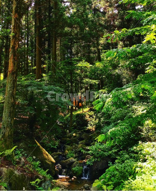 풍경,배경,숲,자연,식물,보성,나무,물,바위,산책,landscape,background,tree,forest,nature,plants,water,stone,walk,식물,자연,plants,nature,나무,trees,wood