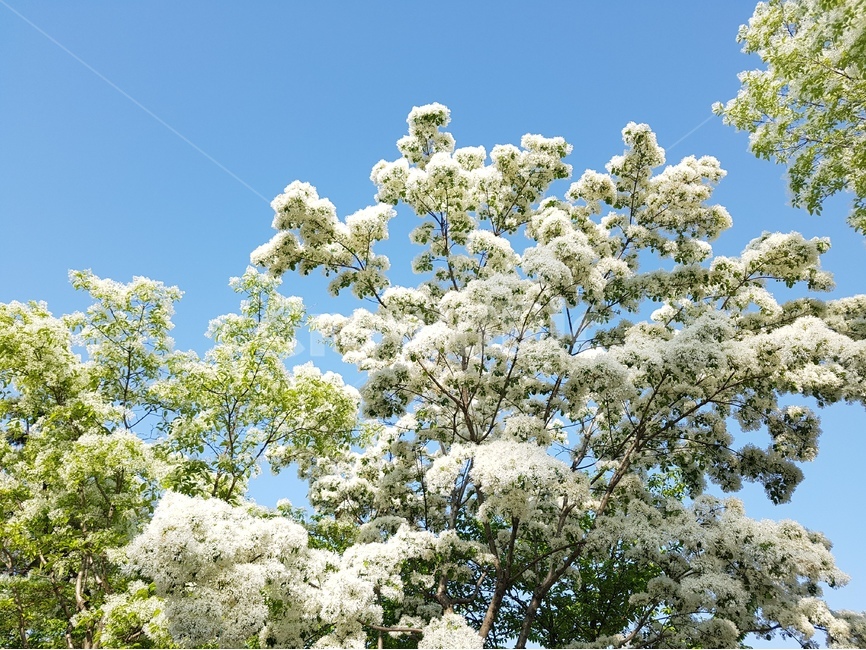 이팝나무,쌀나무,신목,물푸레나무,하얀꽃,봄꽃,가로수,식물,자연,plants,nature,꽃,flower