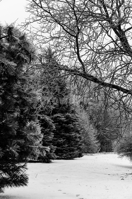 흑백,자연,나무,겨울,눈,공원,거리,겨울,계절,winter,season,자연,풍경,nature,landscape,흑백,모노톤,monochrome,black and white,tree,plant,식물,fir,전나무,conifer,구과 식물