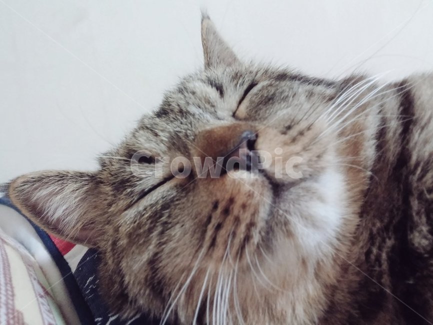 고양이,태비고양이,고등어줄무늬,태비줄무늬,검은고양이,귀여운,반려동물,애완동물,집고양이,cat,kitty,kitten,아기고양이
