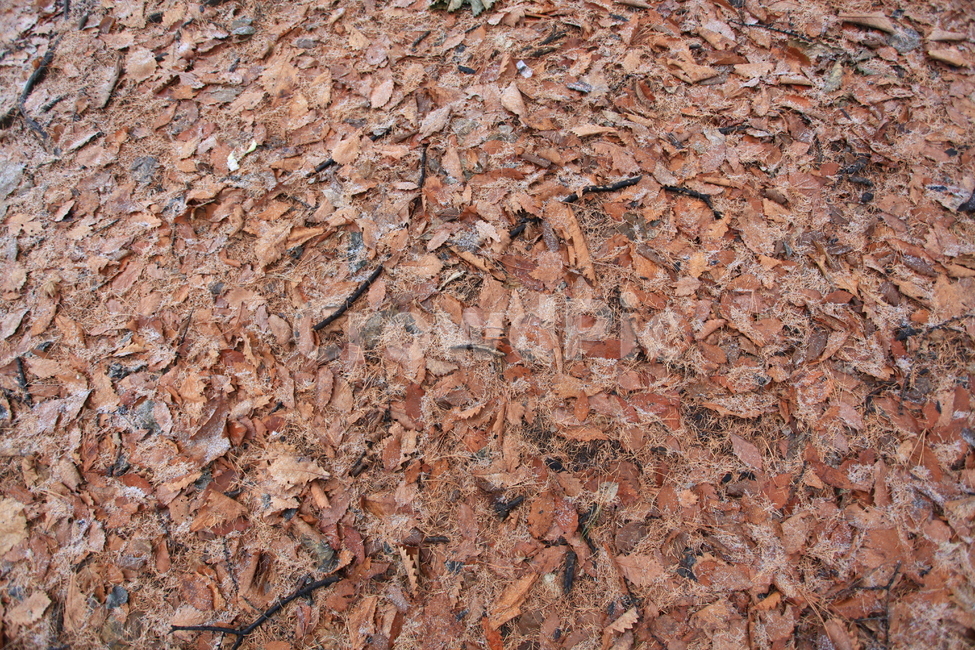 낙엽,가을,늦가을,겨울,낭만,감성,가을,계절,fall,autumn,season,ground,바닥,soil,흙