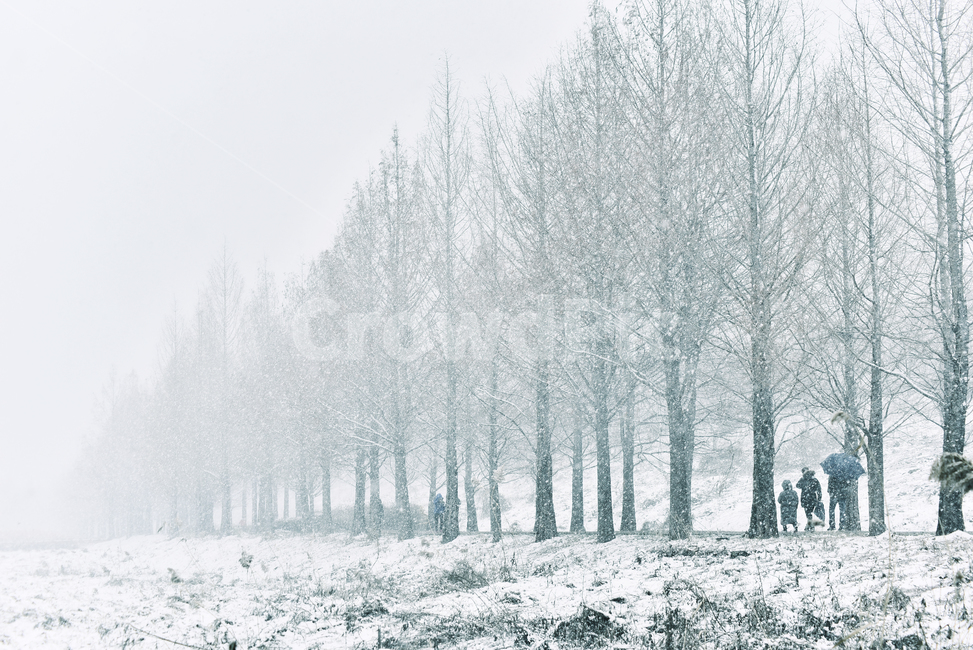 설경,자연,겨울배경,옥외,한국자연경관,겨울나무,사람들,워킹,가로수,야외,아웃도어,배경,바탕,백그라운드,풍경,겨울풍경,시즌,계절,season,winter,snow,눈보라,겨울,계절,winter,season,자연,풍경,nature,landscape
