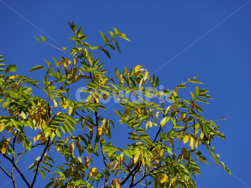 가을,하늘,푸른하늘,푸른색,초록색,나뭇잎,나뭇가지,나무,tree,green,blue,sky,autumn,식물,자연,plants,nature