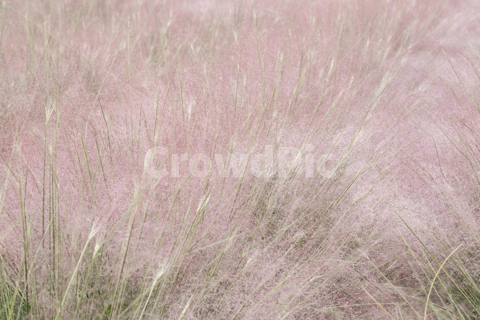 자연,가을,식물,꽃,핑크뮬리,핑크핑크,가을,계절,fall,autumn,season,grass,잔디,plant
