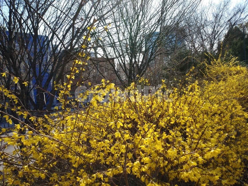 식물,plant,개나리,나무,꽃