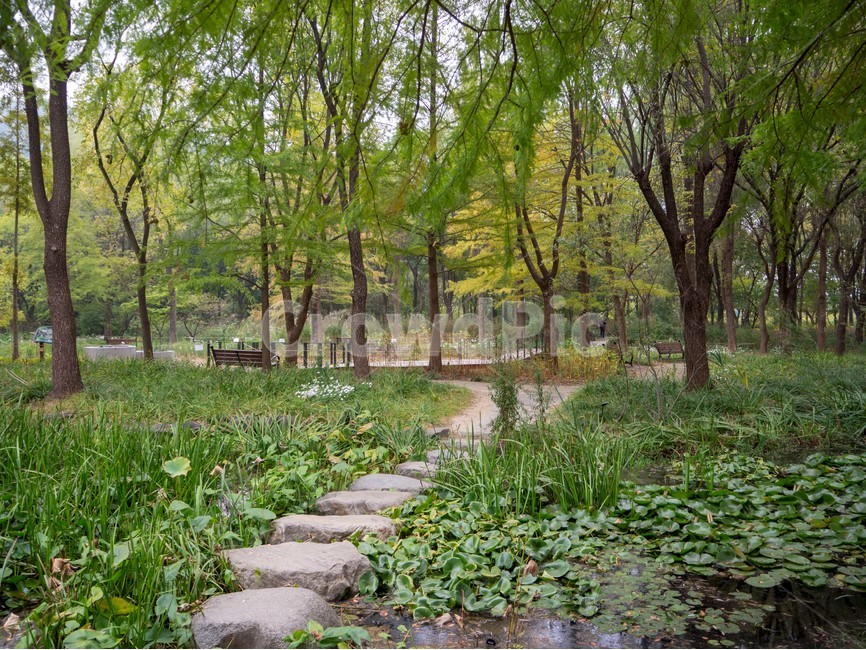 수목원,botanicalgarden,대구수목원,대곡수목원,자연,nature,나무,초록,오솔길,자연,풍경,nature,landscape,path,통로,tree,plant,식물,ground,바닥