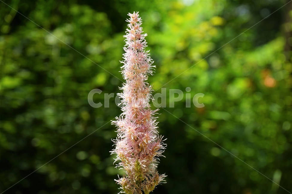 자연,꽃,숲,햇빛,nature,flower,sunlight,식물,자연,plants,nature,꽃,flower