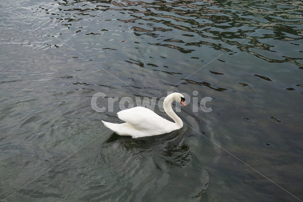 호수,백조,수영,스위스,루체른,동물,여행,아름답다,유럽,흰색,화이트,swan,lake,swim,swimming,swiss,switzerland,luzern,animal,travel,beautiful,europe,white,동물,animal,조류,새,birds
